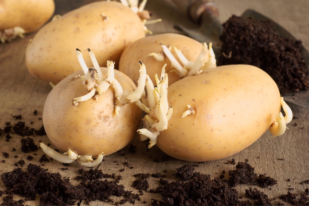 Featured image for “Seed Potatoes”
