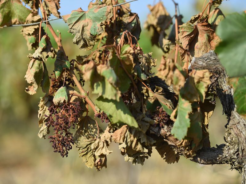 heat-stress-triggers-cellular-changes-in-plants-earth