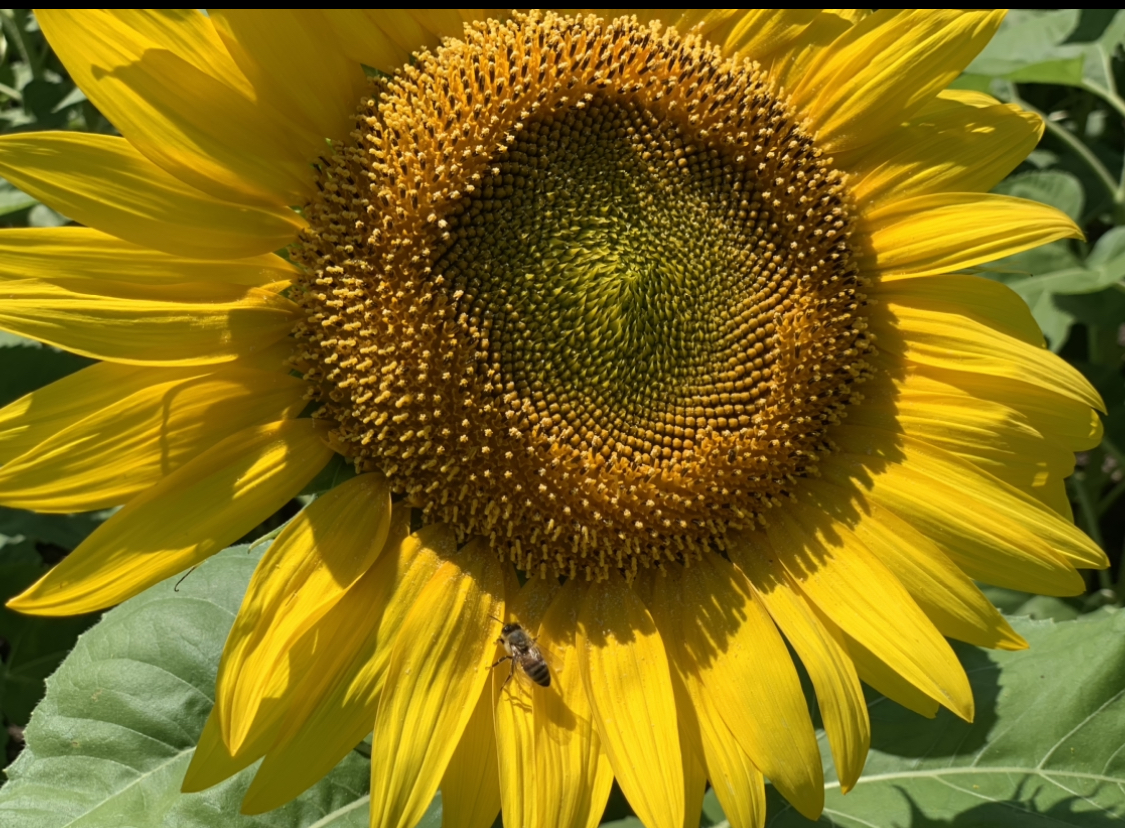 Featured image for “Fun Gardening Facts”