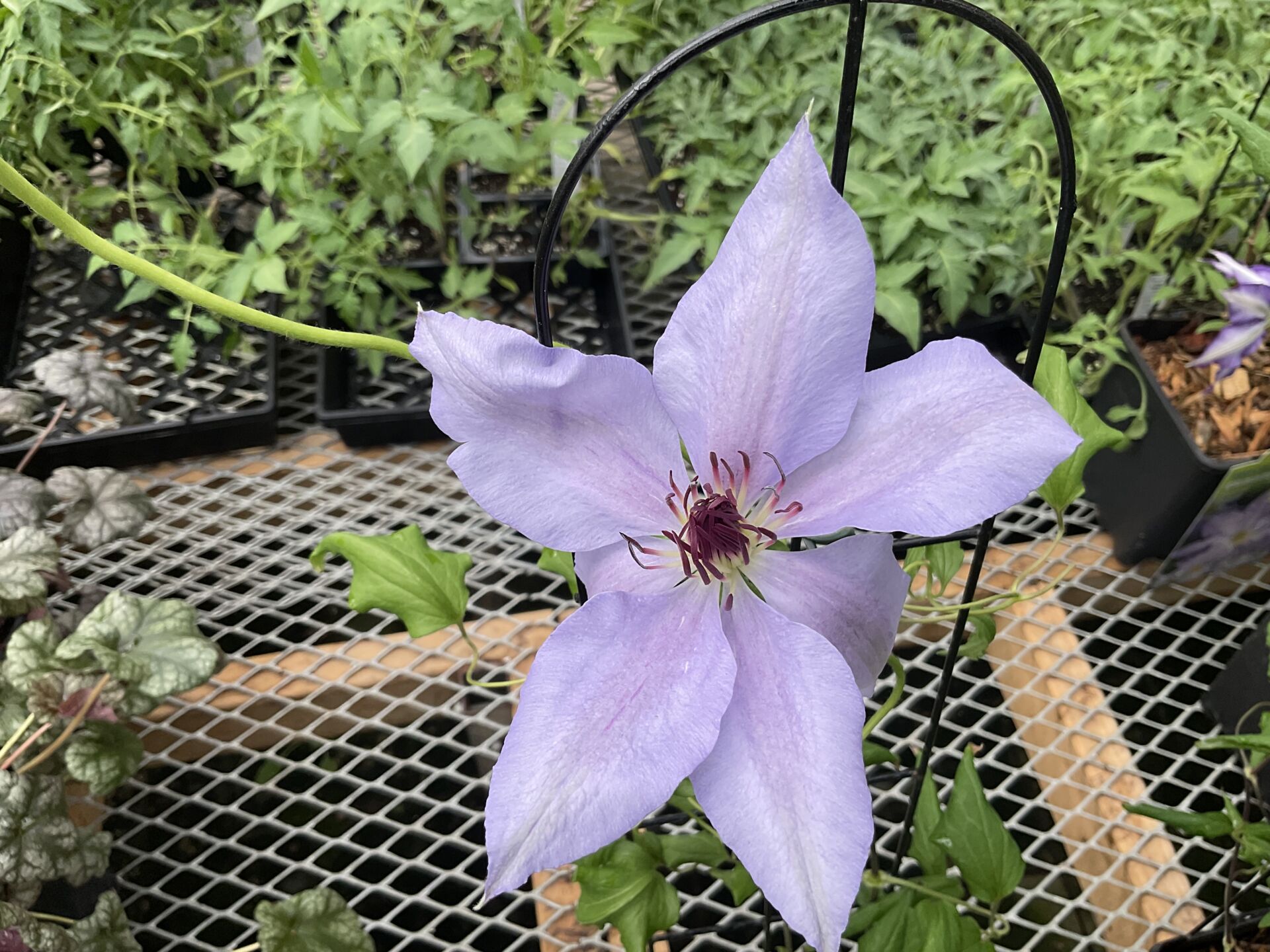 Featured image for “Clematis”