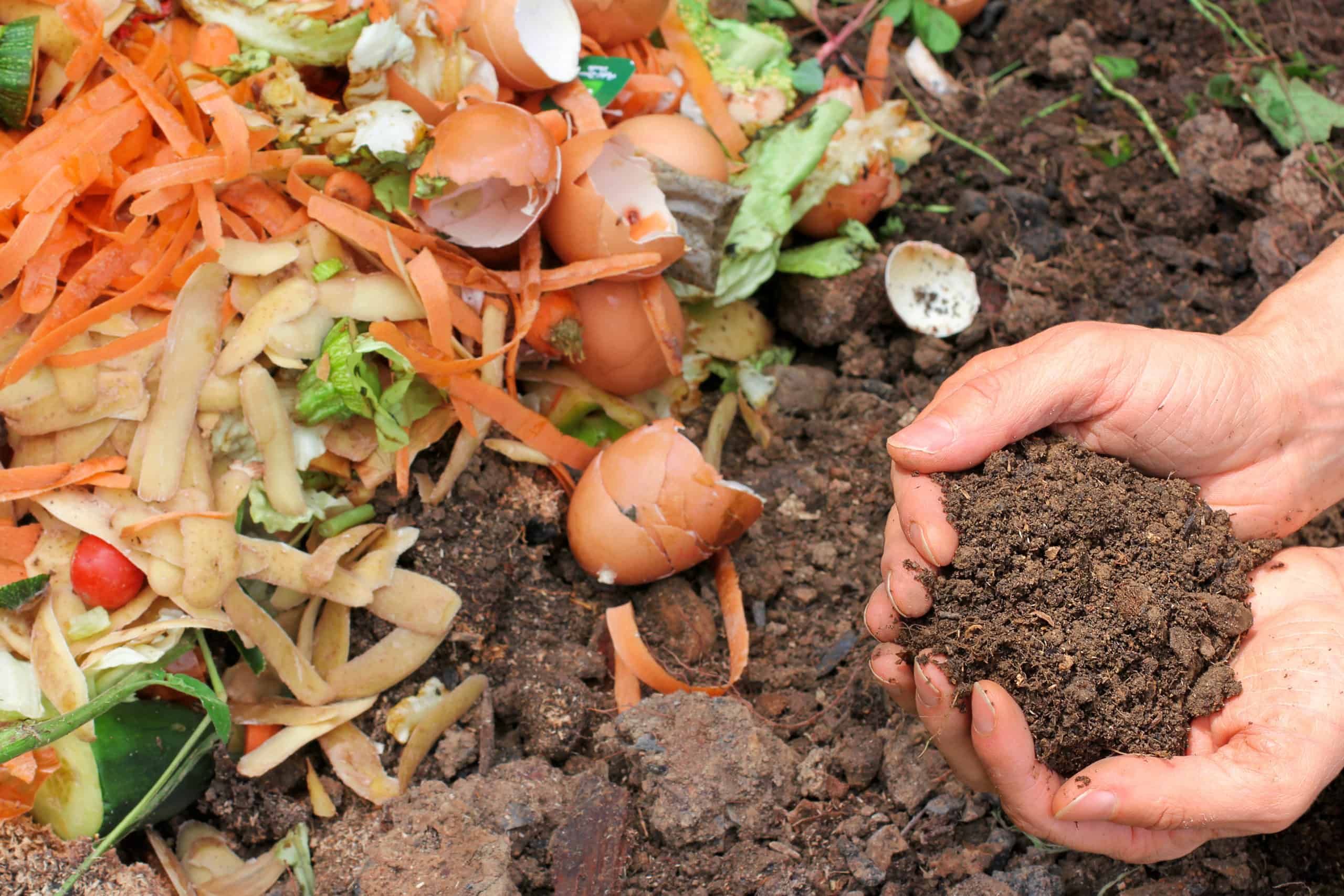Featured image for “Composting”
