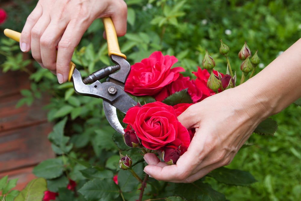 Featured image for “Fall Pruning”